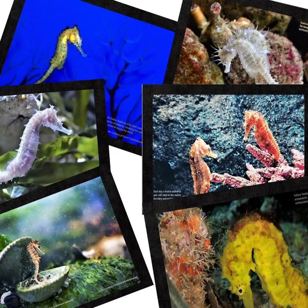 2027 Seahorse Calendar Ocean Marine Life Photography Coastal Decor Wall Calendar